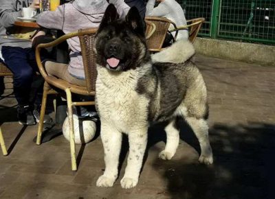 americkaakita081582674741