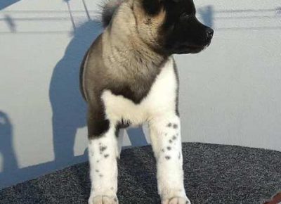 americkaakita101582674739