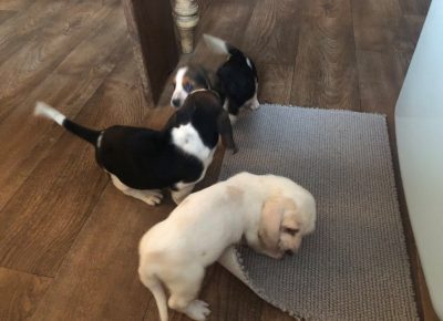 bassethoundgirlsforsale5ddc30ae7a47b1582734657