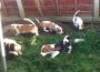 bassethoundpuppies5e3561419b96e1582734655