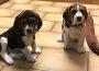 beaglepuppies5e07a44686c521582785811