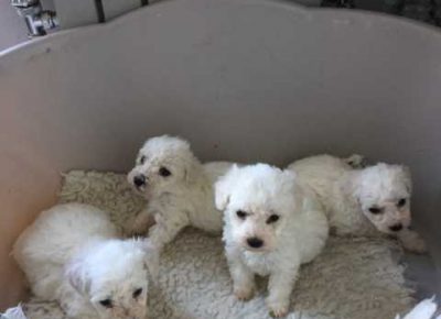 beautifulbichonpuppies5e28af2f1197b1582787956