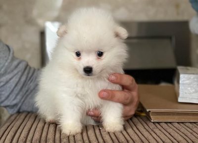 beautifulgermansplitzbabygirlreadynow11582788121