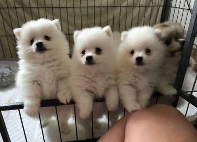 beautifulgermansplitzbabygirlreadynow21582788120