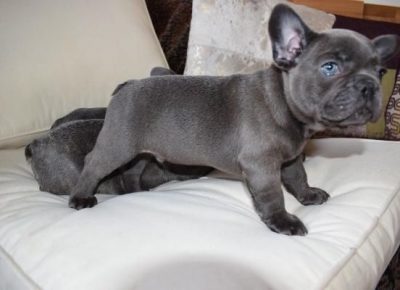 beautifulkcregisteredfrenchbulldogpuppies5e1bd43c7d47d1582787490