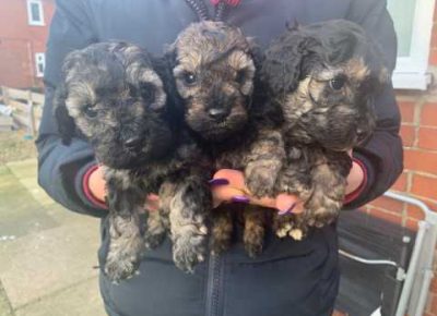 beautifulreadynowpoochonpuppies5e20ad2b19db31582787956