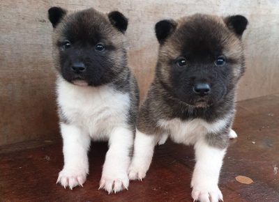 blackmaskchunkyamericanakitapuppies5de686e956d081581162574