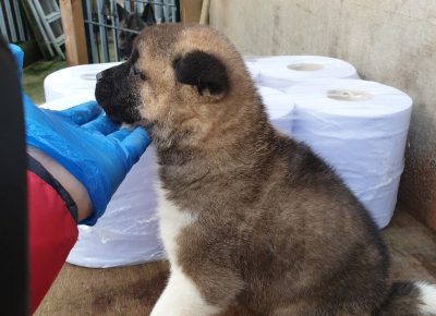 blackmaskchunkyamericanakitapuppies5deb6a8b257f51581162575