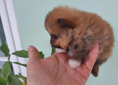 bokicaboo11582825634