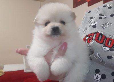 bokicaboo21582825634