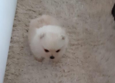 bokicaboo41582825633