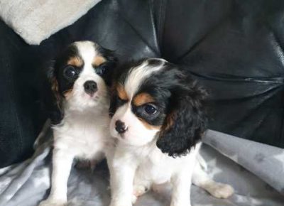 cavalierkingcharlesonly2boysavailable5e37ff0f395ec1582787113