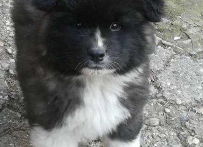 dugodlakaakita021581550475