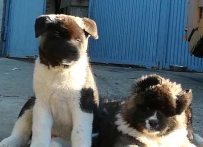 dugodlakaakita031581550475