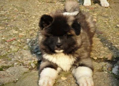 dugodlakaakita041581550474