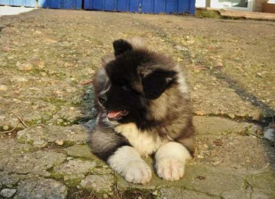 dugodlakaakita051581550474