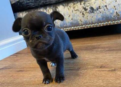 fabulousfrugpuppies5e2761c6b2a491582787662