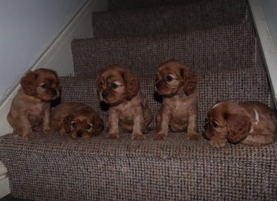 healthtestedrubycavalierpupsckcs5e17d662c73781582787115