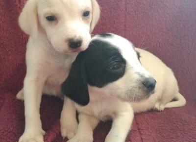 houndpuppies5dfb78da84c831582734656