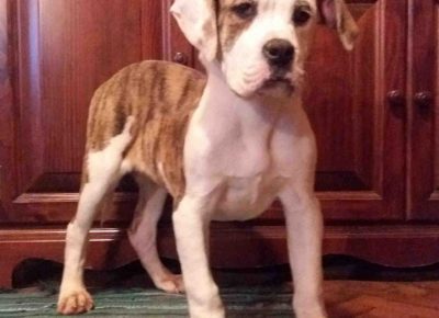 leonerobul11582226578