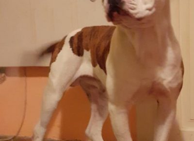 leonerobul21582226577