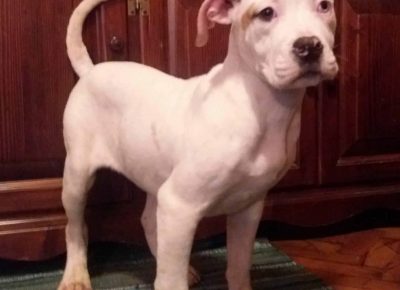 leonerobul51582226578