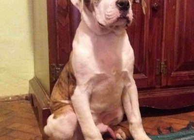 leonerobul61582226578