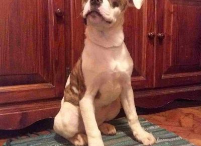 leonerobul71582226579