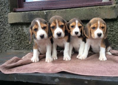 lovelycutebeaglepups5e04a46aef5681582785812