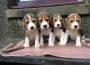 lovelycutebeaglepups5e04a46aef5681582785812