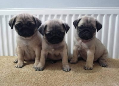 mopssenta21581794656