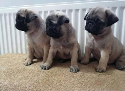 mopssenta31581794656