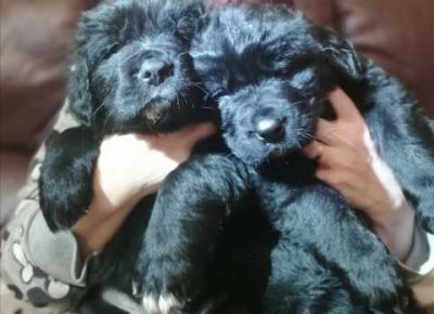 newfoundlandpuppies5e2387b85b6f31582733932