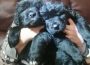 newfoundlandpuppies5e2387b85b6f31582733932