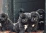 newfoundlandpuppieshealthtestedparents5e1f001370ded1582733932