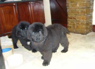 newfoundlandpuppieshealthtestedparents5e31c444f34bd1582733932