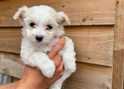 onemaltesegirlleftreadytogo5df729f2d20221582788346