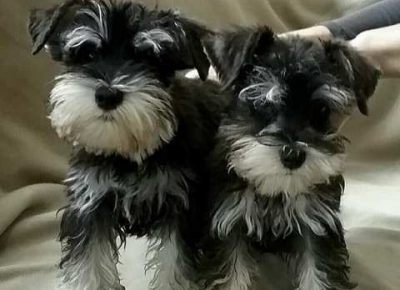 patuljastisnauceri011581129377