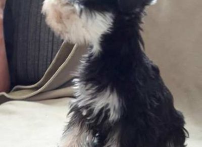 patuljastisnauceri021581129384