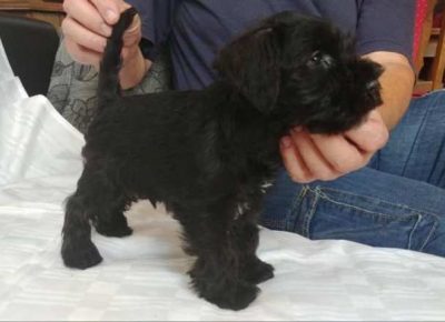 patuljastisnauceri031581129385