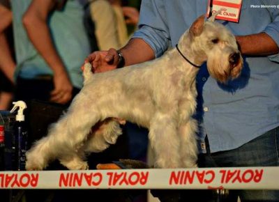 patuljastisnauceri061581129385