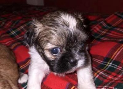 pekinezeri01a1581364752