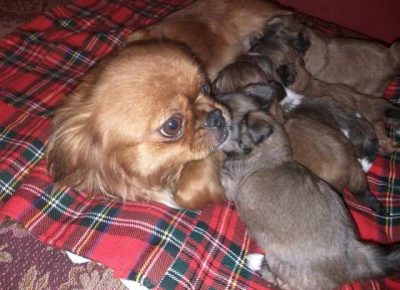 pekinezeri02a1581364752