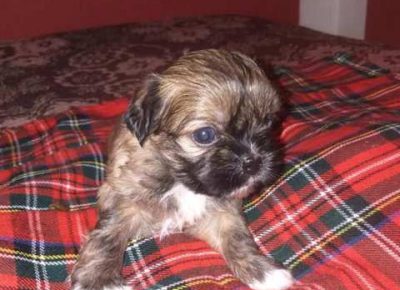 pekinezeri03a1581364753