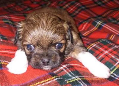 pekinezeri04a1581364752