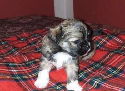 pekinezeri06a1581364753