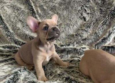 stunningcolourskcregpupsreadytoleave5e2c546f786df1582787490