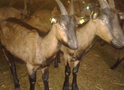 202003071614211583598245