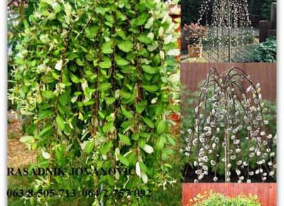 293423504118691325933425853839669086650368n1584016979