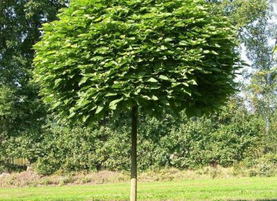 293567784118690225933537258853050771570688o1584016987